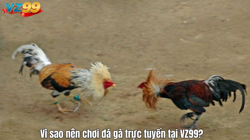 Vì sao nên chơi đá gà trực tuyến tại VZ99?